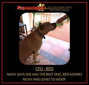 Introducing Red the Protectapet office Dog! Red lives with Nicky who is our CFO chief financial officer.